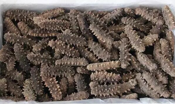 海参有上千种都是一样的吗,全世界海参有多少品种