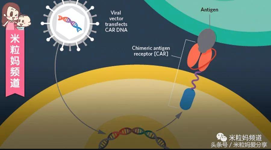 听说癌症能治了是真的吗,不是谣言是真的
