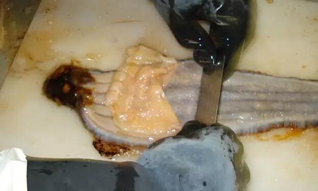 海参有上千种都是一样的吗,全世界海参有多少品种