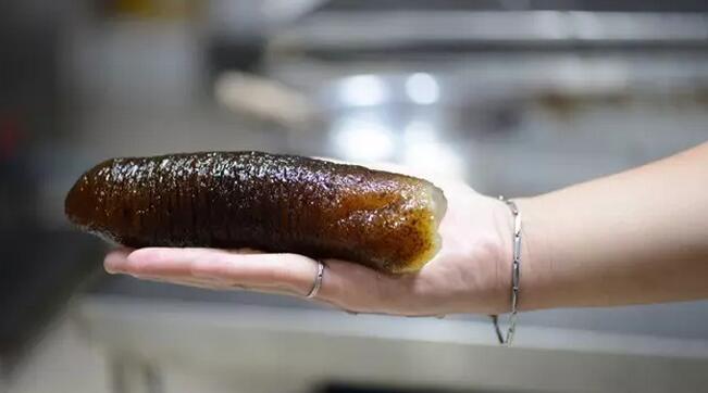 海参也有很多种,全世界所有可以吃的海参