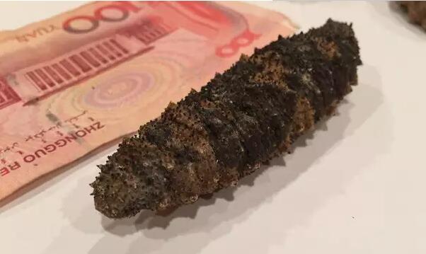 海参有上千种都是一样的吗,全世界海参有多少品种