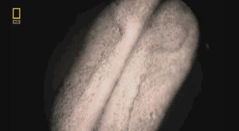 卵子和精子相遇……怎么就变成小孩了？