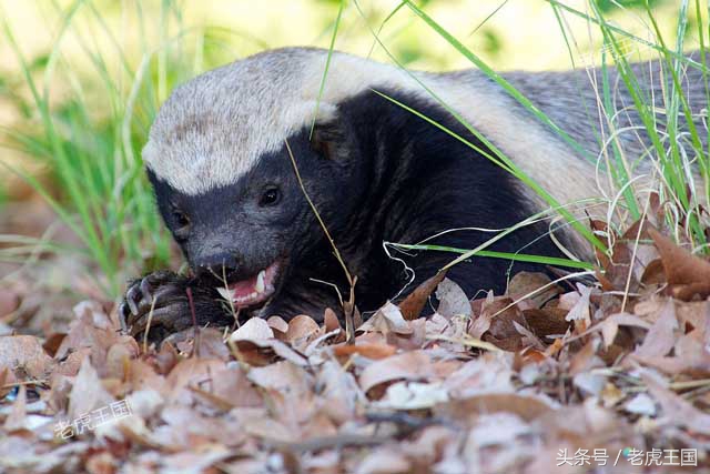 平头哥到底怎么样了,平头哥为什么那么出名
