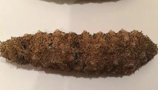 海参也有很多种,全世界所有可以吃的海参