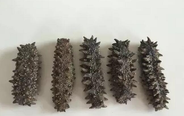 带您了解世界海参,你知道全球有多少种鲨鱼吗