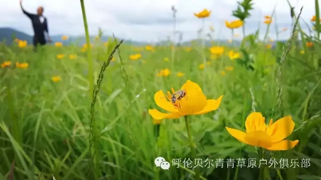 呼伦贝尔旅游自由行攻略,第一次呼伦贝尔自由行