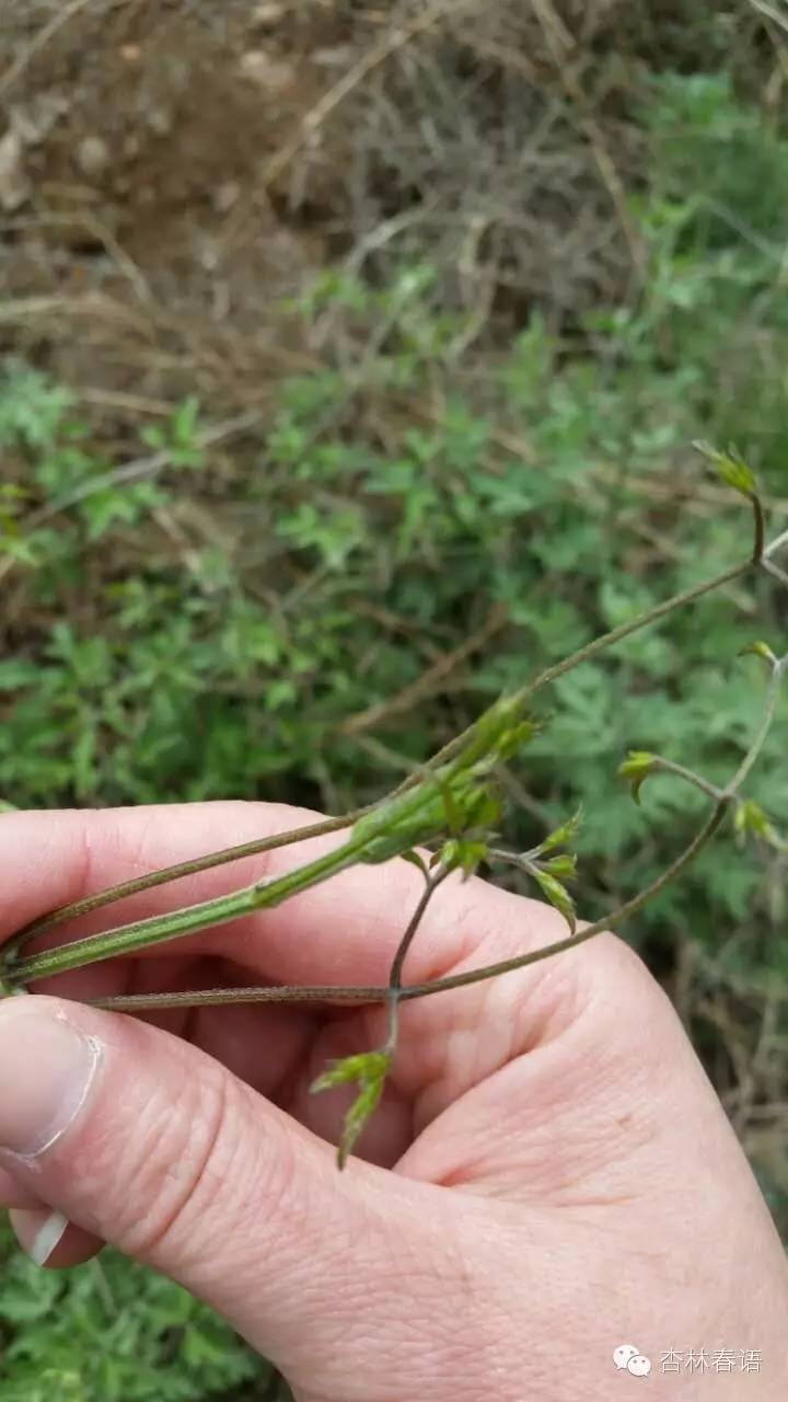 石家庄市中医院慧眼识草药第二季——周日再次进西山啦!