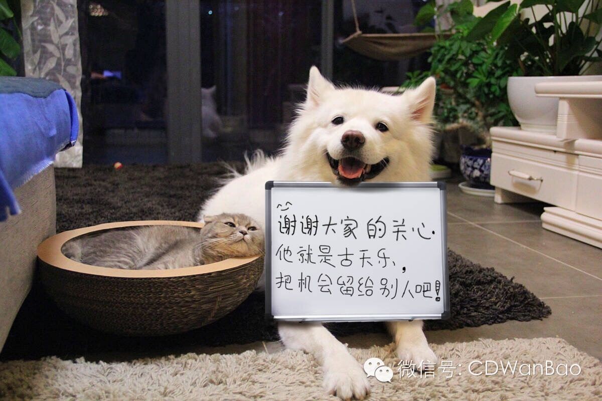 围观马建国PKpapi酱最后结果竟然是