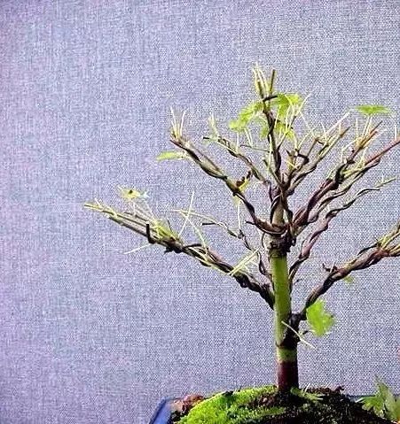 大师是怎么炼成的免费,真正的大师是怎么练成的