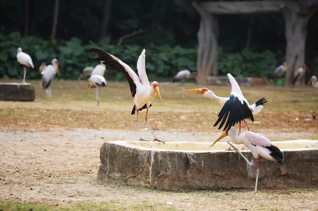 广州长隆野生动物园亲子跟拍,爸爸去哪儿广州长隆野生动物园