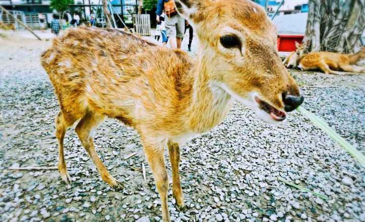 恋恋花莲小清新：寻找那一抹花意