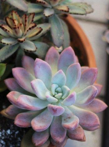 下雪天植物怎样防冻,下雪天月季怎么办