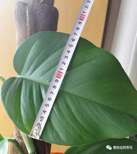 绿萝能用绳子捆上吗,绿萝扎根绳子的方法