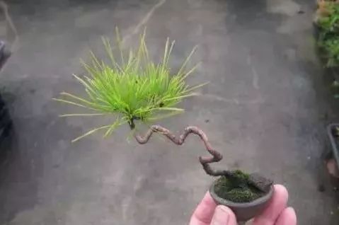 大师是怎么炼成的免费,真正的大师是怎么练成的