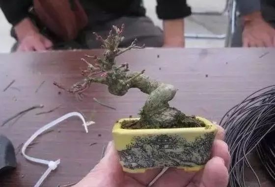 大师是怎样炼成的二胡独奏,真正的大师是怎么练成的