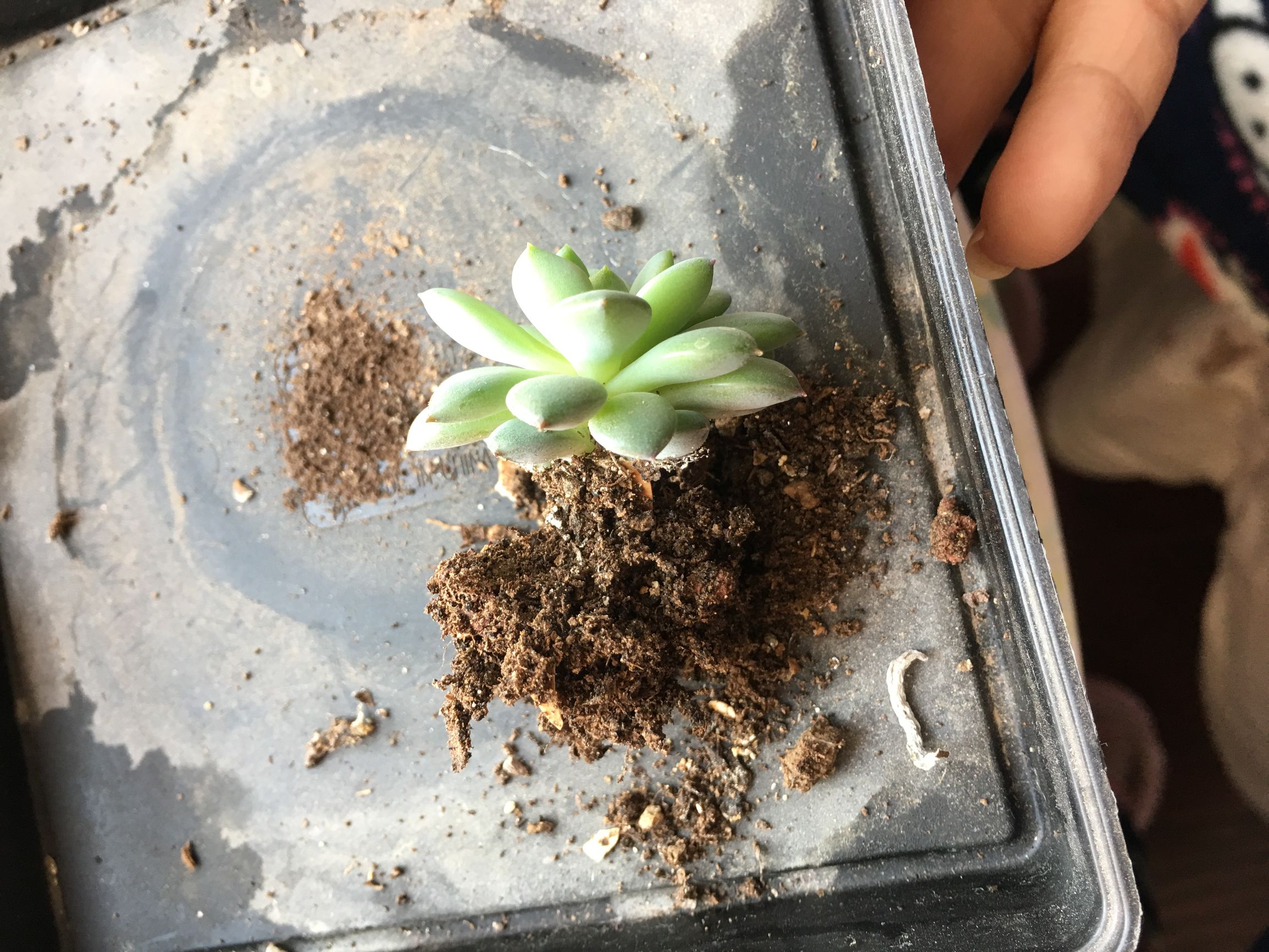 多肉植物麦秆叶插,多肉植物叶片分株