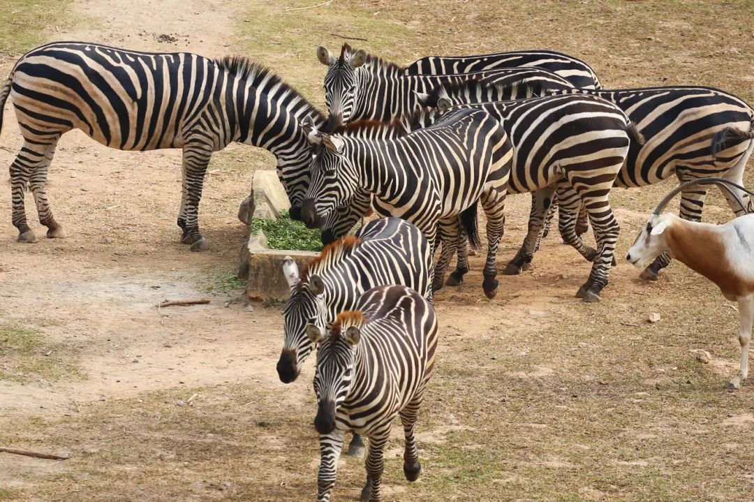 广州长隆野生动物园亲子跟拍,爸爸去哪儿广州长隆野生动物园