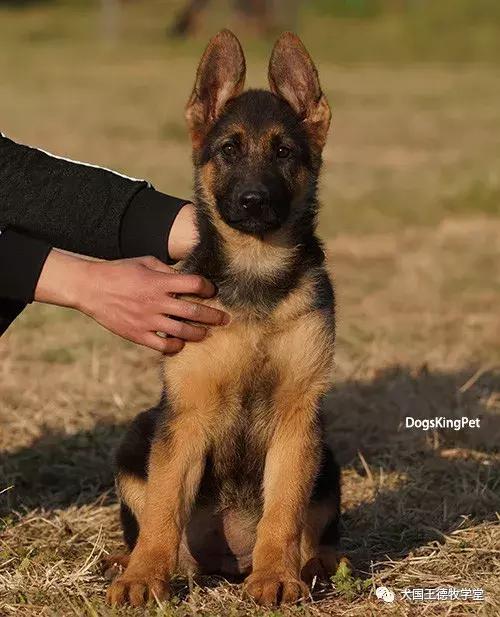 寰峰浗stg44绐佸嚮姝ユ灙,寰峰浗sg4椹厠