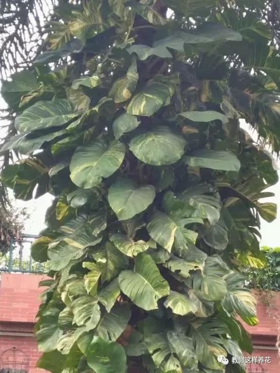 绿萝能用绳子捆上吗,绿萝扎根绳子的方法