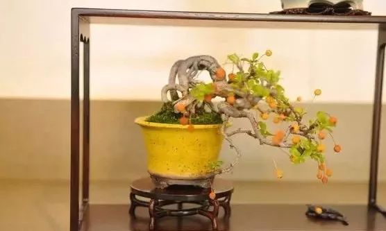 大师是怎样炼成的二胡独奏,真正的大师是怎么练成的