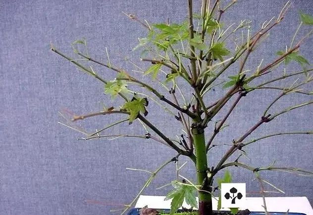 大师是怎么炼成的免费,真正的大师是怎么练成的