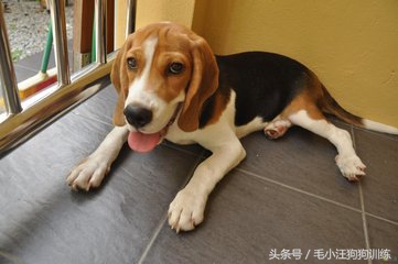 比格狗图片,长得和比格相似的狗