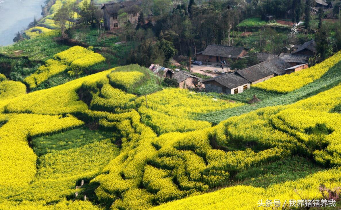 2019年可以申报的农业项目,2018下半年农业项目申报
