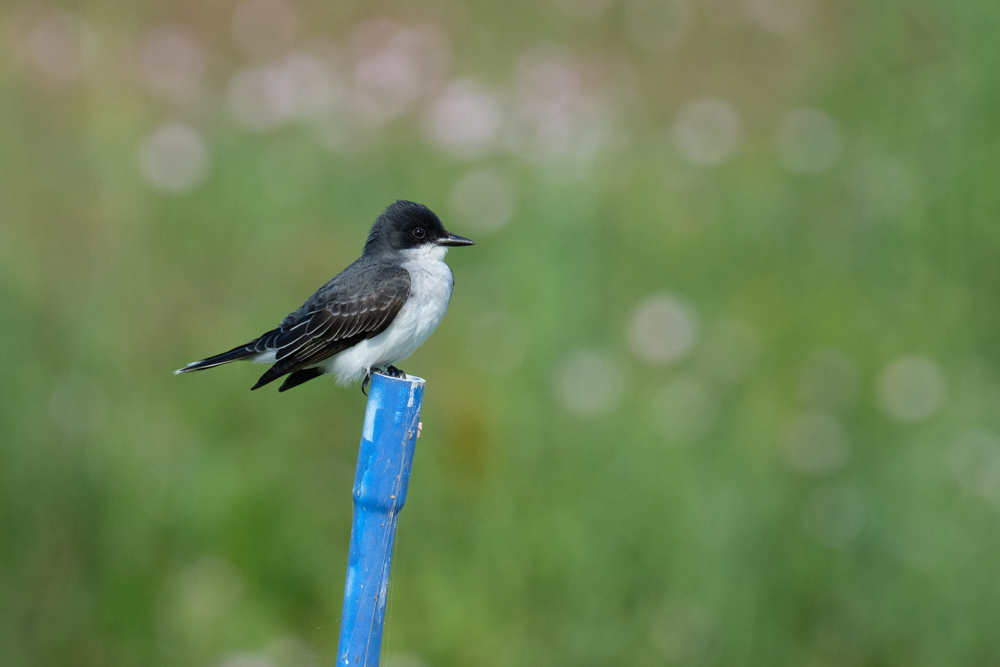 富士xt2拍摄效果如何,新手富士xt2摄影入门