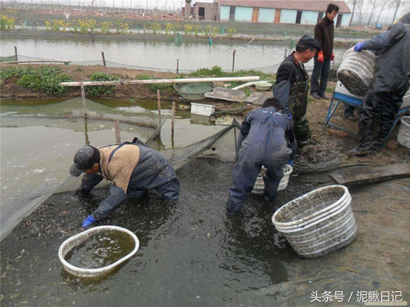 农村泥鳅养殖前景,养殖泥鳅前景有多大