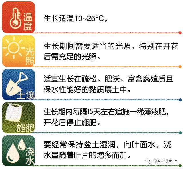 彩色马蹄莲如何开花多点,彩色马蹄莲怎么养才开花快