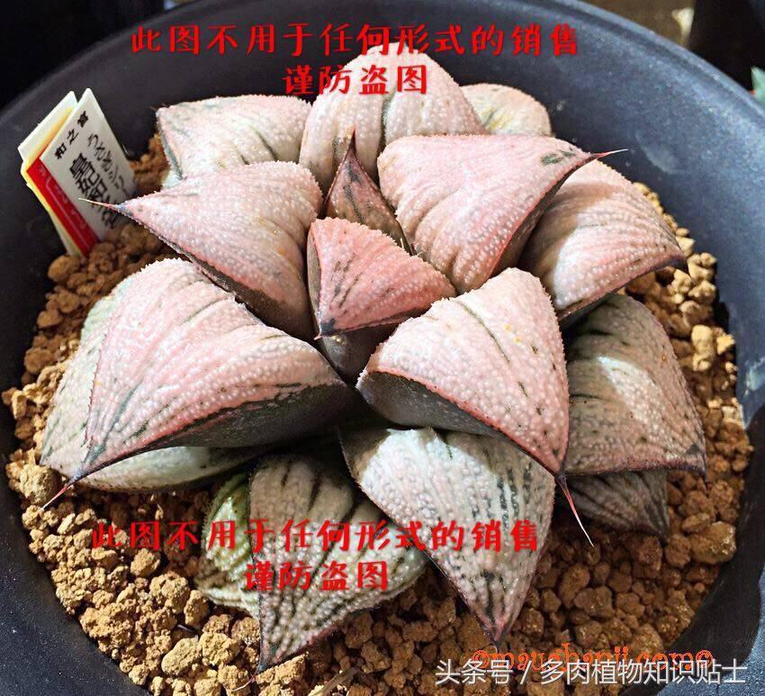 十二卷寿多肉养殖方法,十二卷寿的品种图鉴