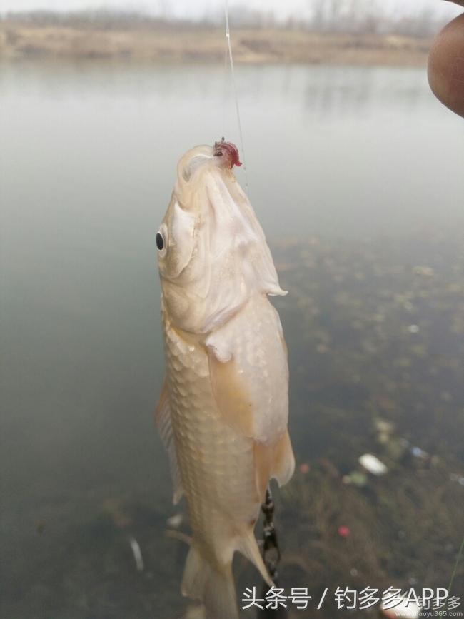 钓鱼新手如何做到钓鱼大师,一个合格钓鱼人应该具备的知识