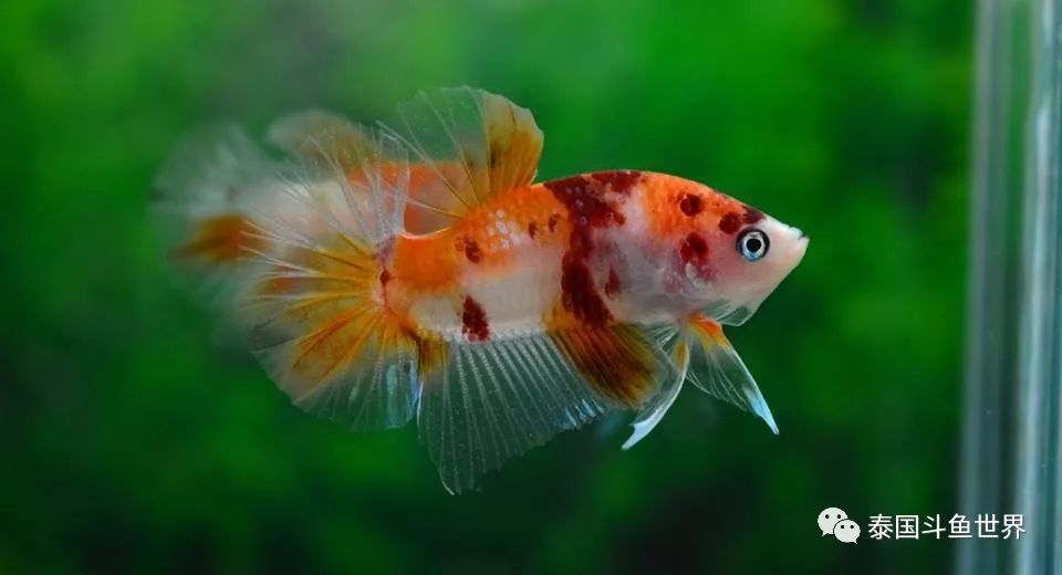 斗鱼拍卖最新消息,泰国斗鱼鱼苗专场