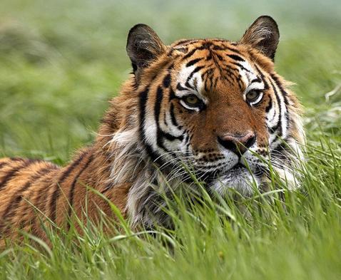 2022年生肖虎蛇运势完整版,生肖鼠与虎会怎么样