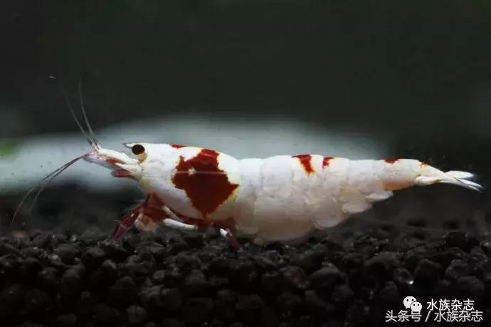 水晶虾是啥,水晶虾的习性和繁殖方法详解