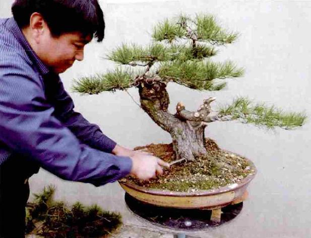 黑松盆景的栽培与养护,极品黑松盆景图片大全