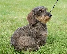 不可不知的动物有哪些,不可不知的狗狗保健常识