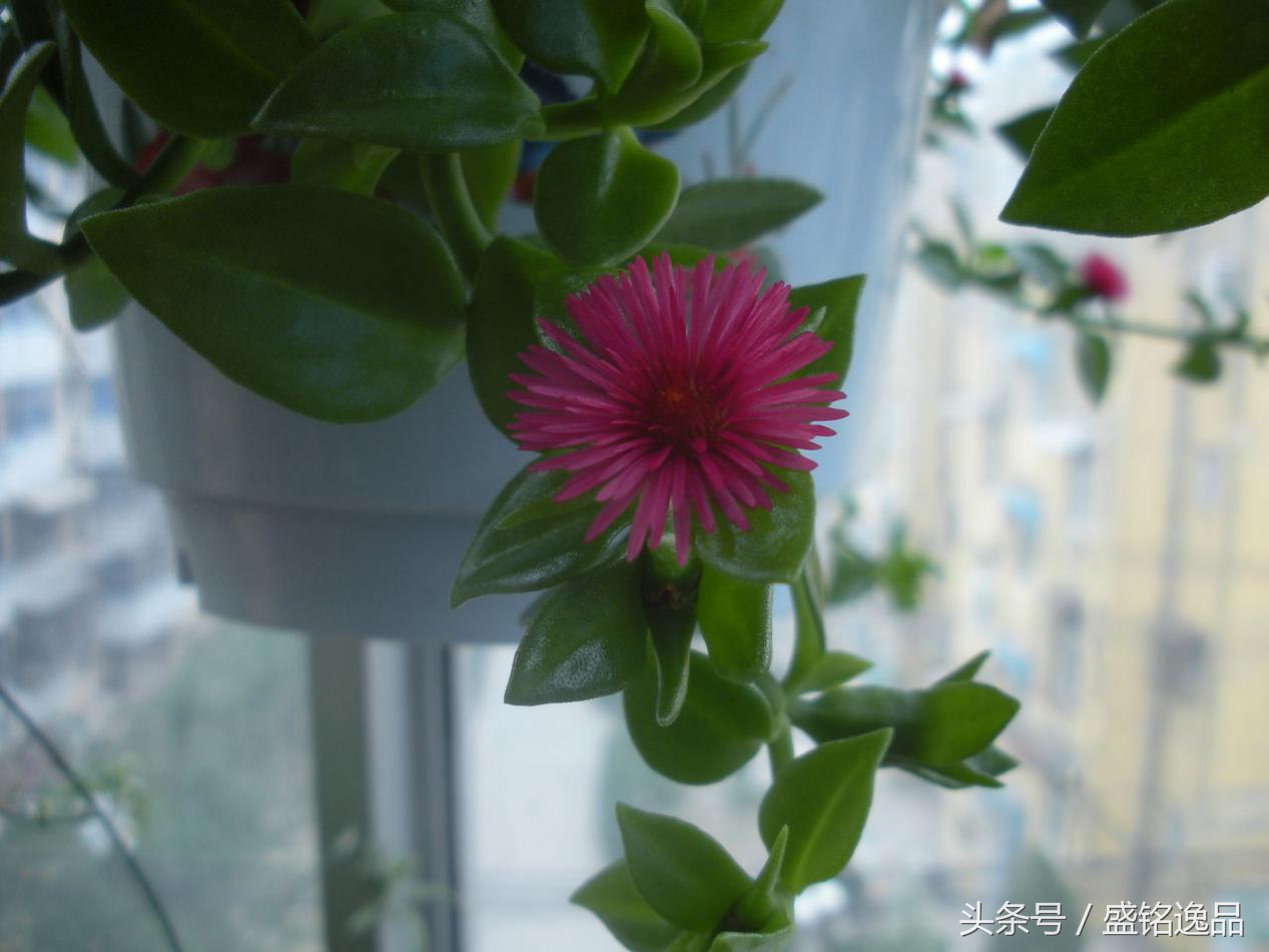 什么植物耐冻耐寒又吸收甲醛,吸收甲醛最厉害的十大植物