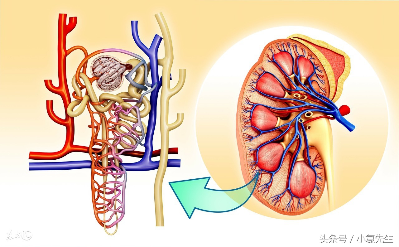 治疗肾病的“王牌药”激素管用吗？正确使用提高疗效减少副作用