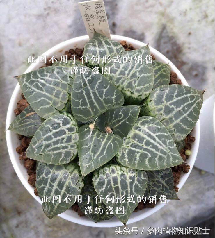 十二卷寿多肉养殖方法,十二卷寿的品种图鉴