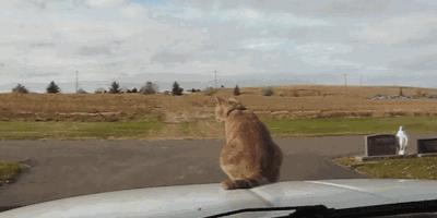 网上买的猫靠不靠谱,买猫最好到宠物店买还是到网上买