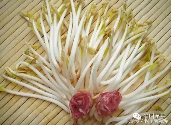 有机豆苗和西兰花营养,各种春季种的蔬菜苗