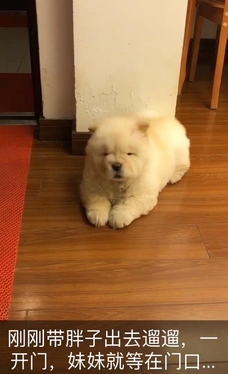 被大狗咬的小松狮,小松狮被一群狗撕咬