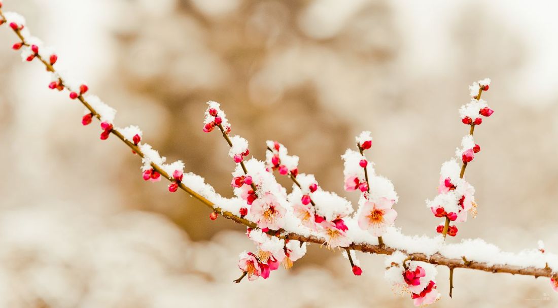 诗词喝火令词牌,诗词喝火令