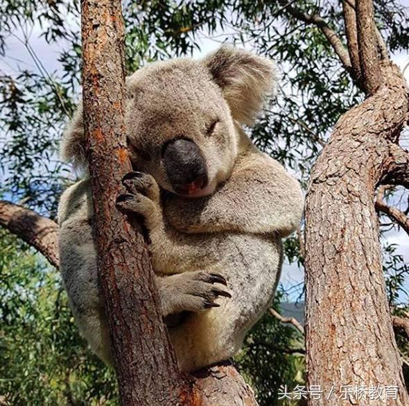 去澳大利亚必买清单,去澳洲购物攻略