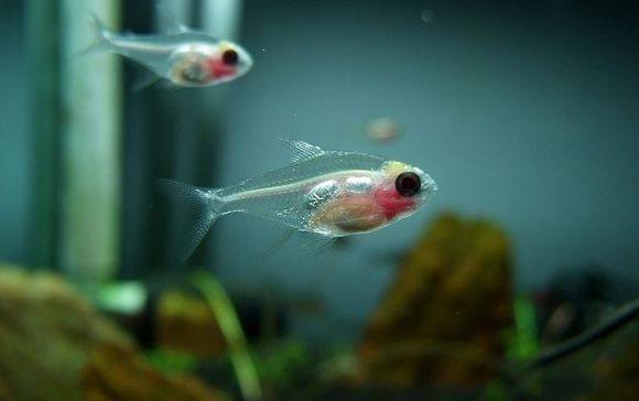 适合新手养的观赏鱼,适合新手养的淡水河豚