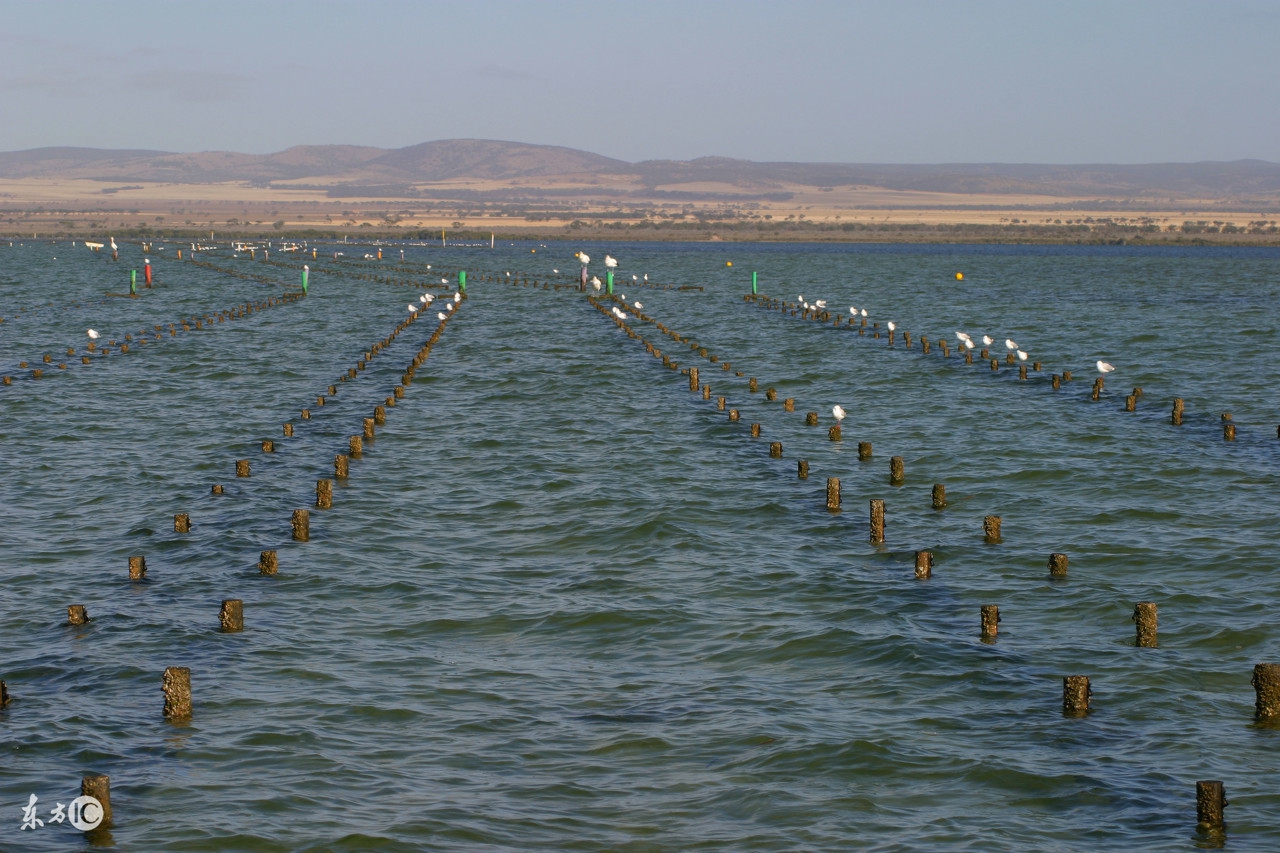 养殖池塘泥皮形成原因及处理方案,早春池塘泥皮如何处理
