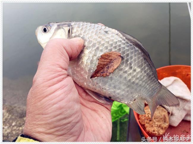 元旦出钓获大鲫，新年来个开门红