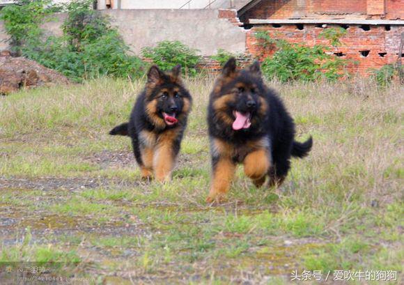 犬中*物尤**德国牧羊犬，幼犬就应该是这样的，爱狗人士看看小狗怎么样