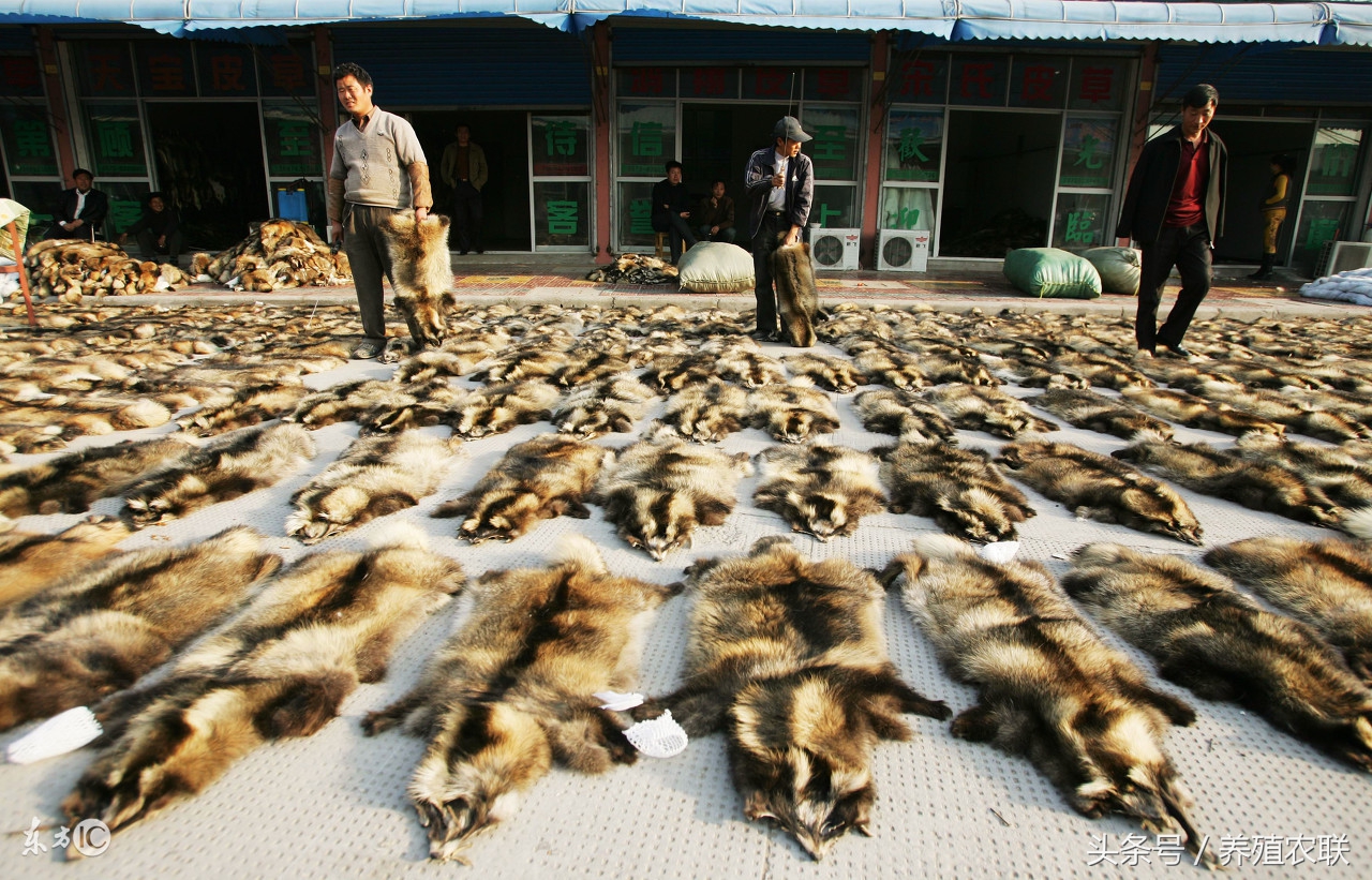 幼貉的饲养方法,貉子养殖教学